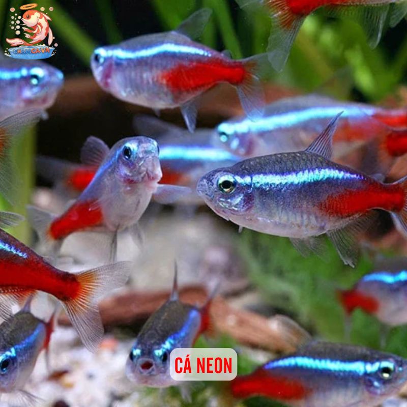 Cá Cảnh Nuôi Chung Với Ốc Cảnh - Sự Kết Hợp Hoàn Hảo 7 Cá neon