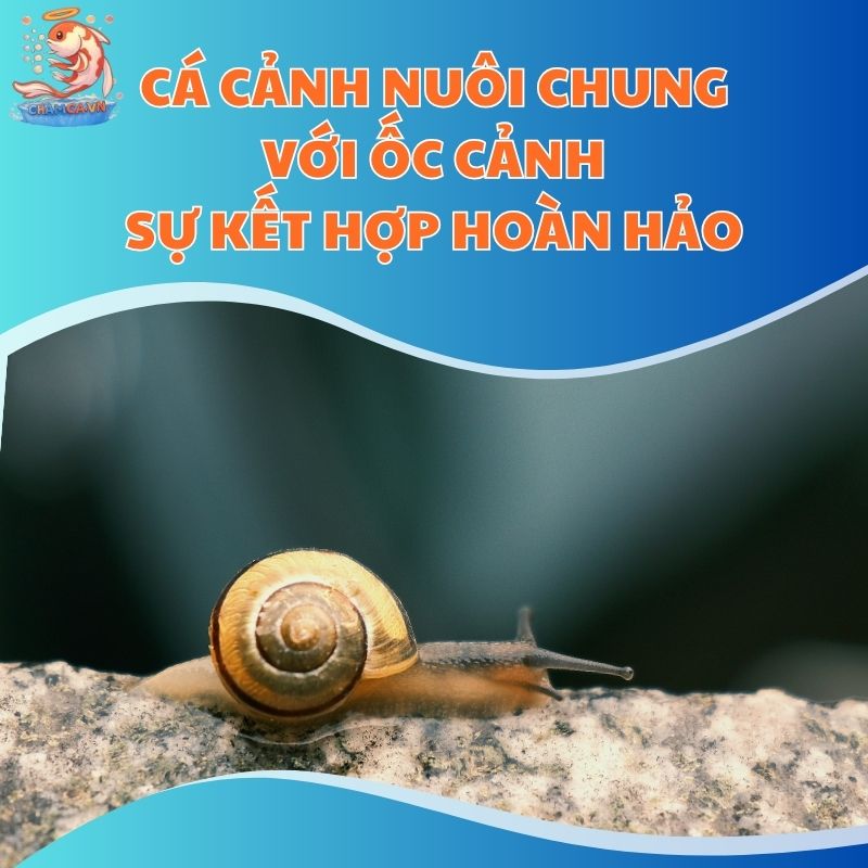 Cá Cảnh Nuôi Chung Với Ốc Cảnh - Sự Kết Hợp Hoàn Hảo
