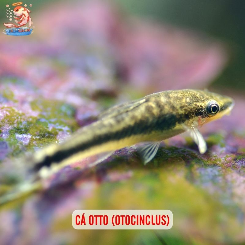 Cá Cảnh Nuôi Chung Với Tép Cảnh - Bí Quyết Setup Hồ An Toàn 2 Cá Otto (Otocinclus)