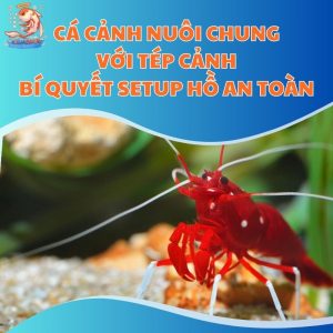 Cá Cảnh Nuôi Chung Với Tép Cảnh - Bí Quyết Setup Hồ An Toàn
