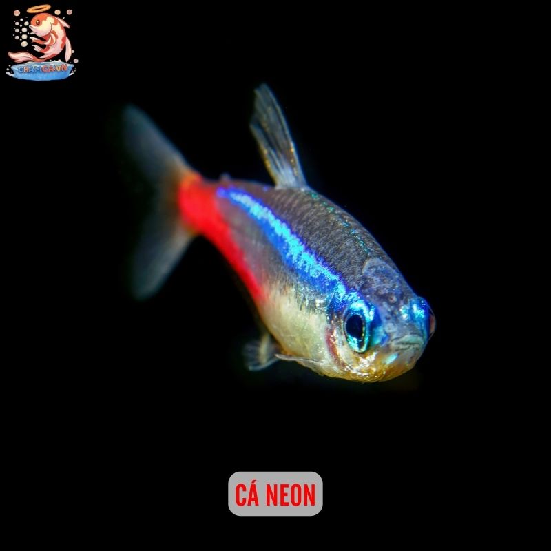 Cá Cảnh Nuôi Chung Với Tép Cảnh - Bí Quyết Setup Hồ An Toàn 3 Cá Neon