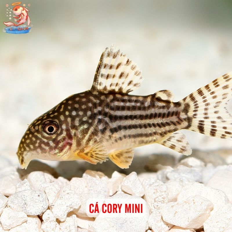 Cá Cảnh Nuôi Chung Với Tép Cảnh - Bí Quyết Setup Hồ An Toàn 4 Cá Cory mini
