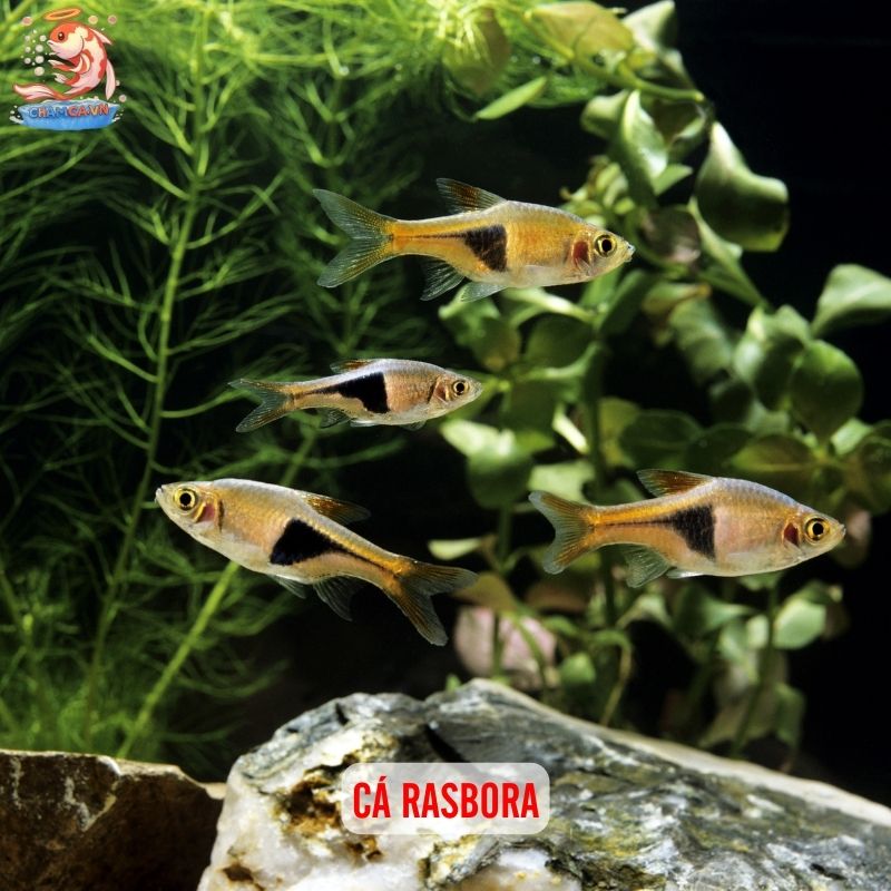 Cá Cảnh Nuôi Chung Với Tép Cảnh - Bí Quyết Setup Hồ An Toàn 5 Cá Rasbora
