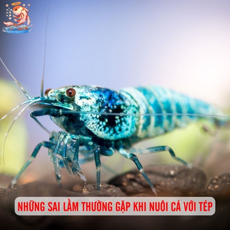 Cá Cảnh Nuôi Chung Với Tép Cảnh - Bí Quyết Setup Hồ An Toàn 7 Những sai lầm thường gặp khi nuôi cá với tép