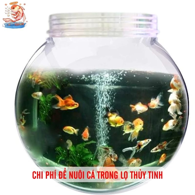 Cá Cảnh Nuôi Trong Lọ Thủy Tinh Đơn Giản Mà Đẹp 9 Chi phí để nuôi cá trong lọ thủy tinh