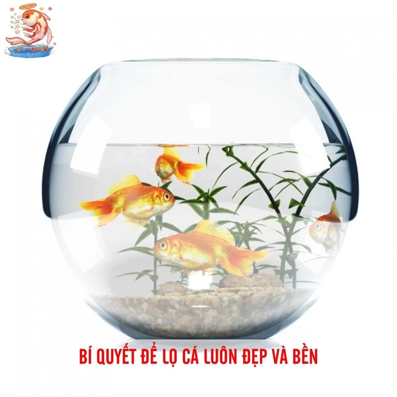 Cá Cảnh Nuôi Trong Lọ Thủy Tinh Đơn Giản Mà Đẹp 10 Bí quyết để lọ cá luôn đẹp và bền