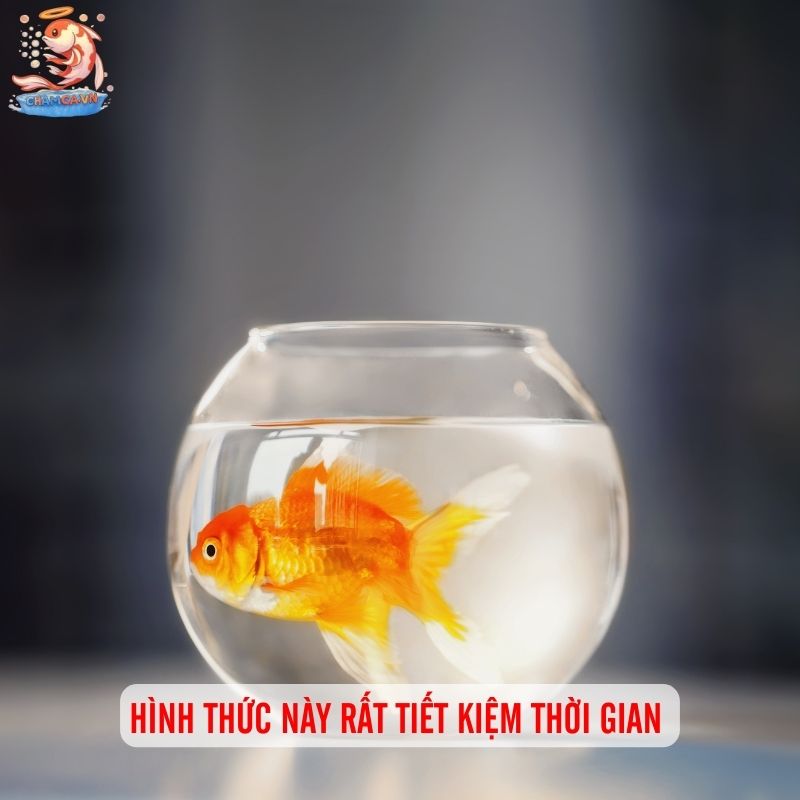 Cá Cảnh Nuôi Trong Lọ Thủy Tinh Đơn Giản Mà Đẹp 1 Hình thức này rất tiết kiệm thời gian