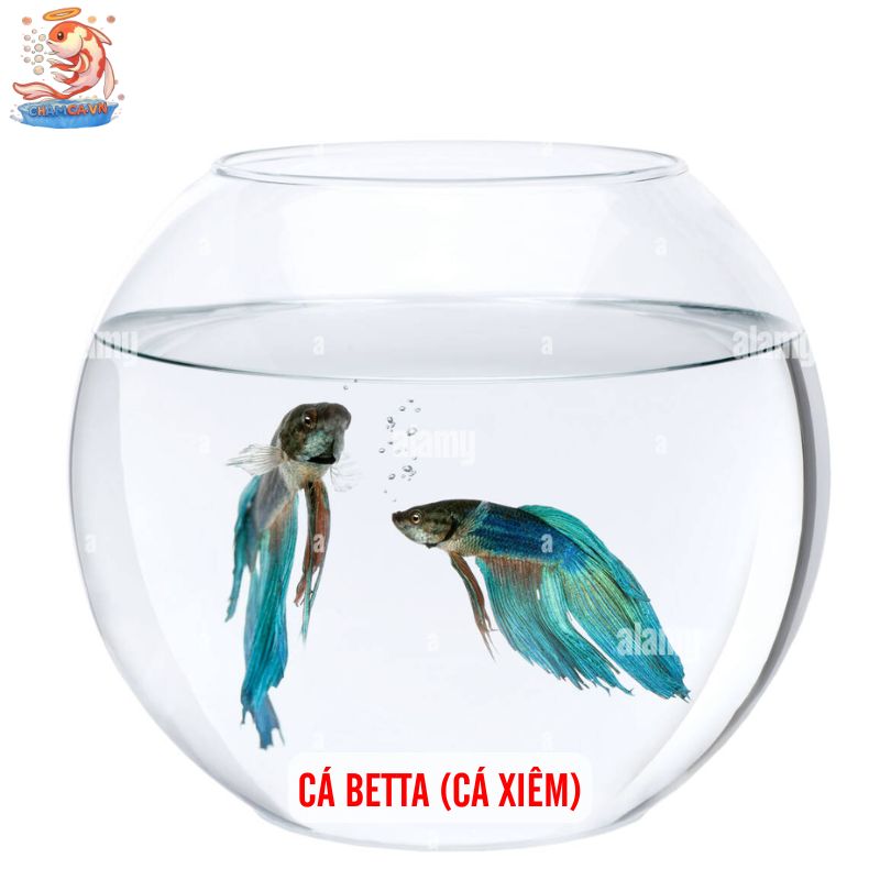 Cá Cảnh Nuôi Trong Lọ Thủy Tinh Đơn Giản Mà Đẹp 2 Cá Betta (cá xiêm)