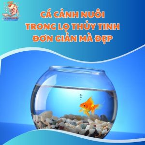 Cá Cảnh Nuôi Trong Lọ Thủy Tinh Đơn Giản Mà Đẹp