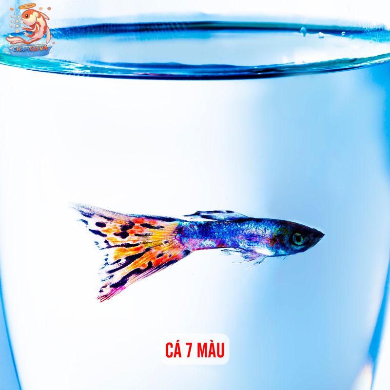 Cá Cảnh Nuôi Trong Lọ Thủy Tinh Đơn Giản Mà Đẹp 3 Cá 7 màu