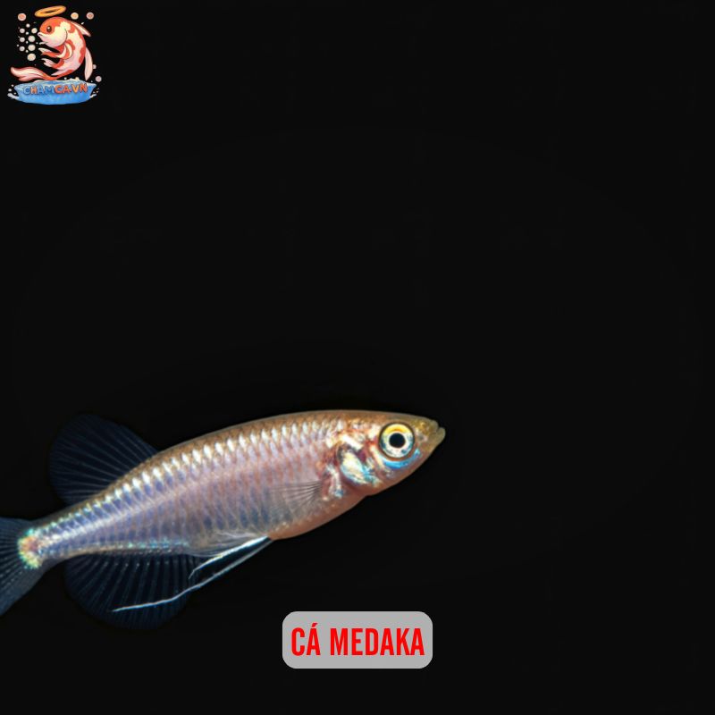 Cá Cảnh Nuôi Trong Lọ Thủy Tinh Đơn Giản Mà Đẹp 4 Cá Medaka