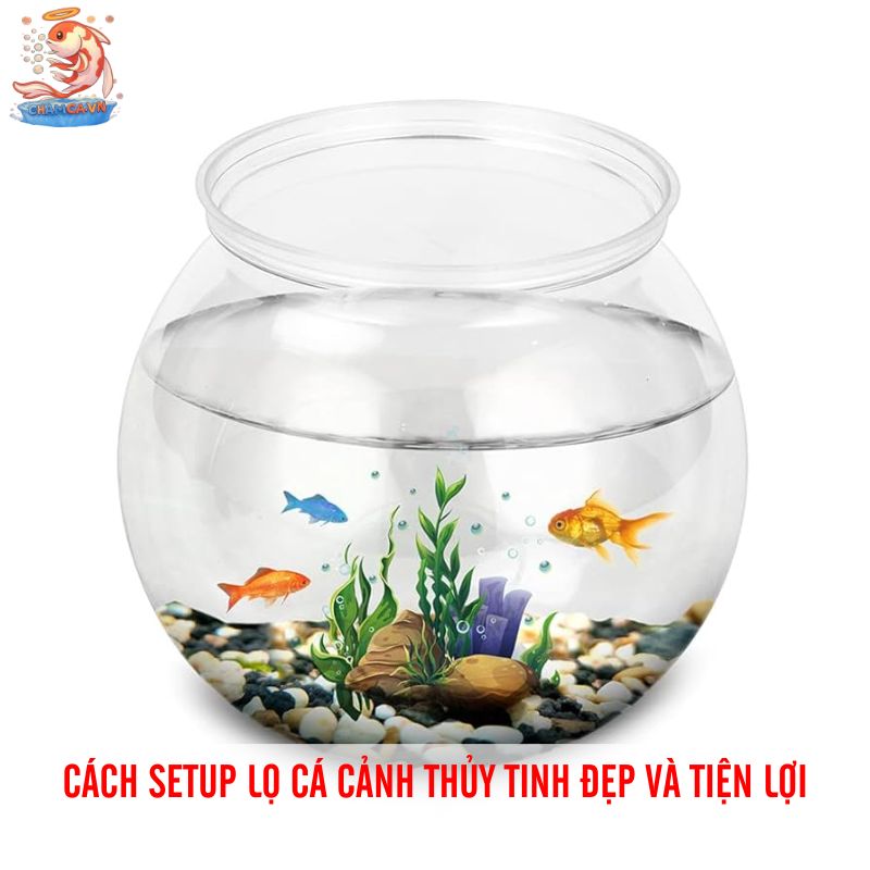 Cá Cảnh Nuôi Trong Lọ Thủy Tinh Đơn Giản Mà Đẹp 6 Cách setup lọ cá cảnh thủy tinh đẹp và tiện lợi