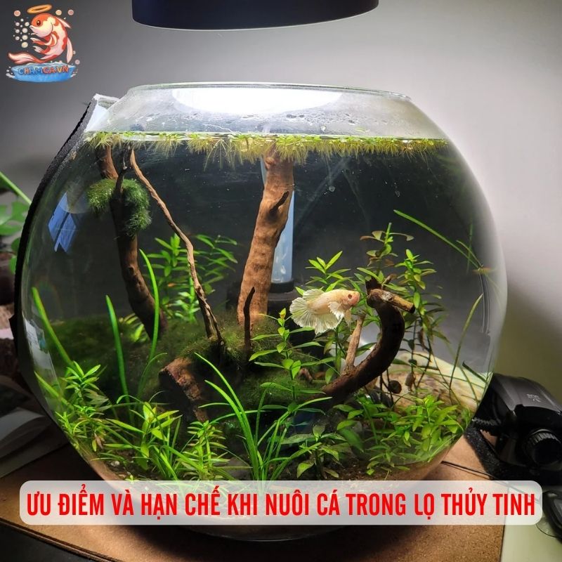 Cá Cảnh Nuôi Trong Lọ Thủy Tinh Đơn Giản Mà Đẹp 7 Ưu điểm và hạn chế khi nuôi cá trong lọ thủy tinh