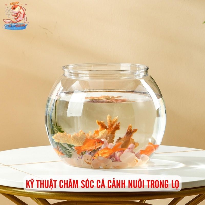 Cá Cảnh Nuôi Trong Lọ Thủy Tinh Đơn Giản Mà Đẹp 8 Kỹ thuật chăm sóc cá cảnh nuôi trong lọ