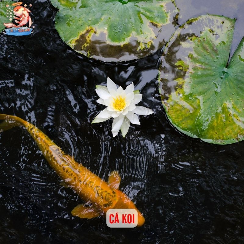 Cá Cảnh Phong Cách Nhật - Chơi Thuỷ Sinh Đậm Chất Thiền 2 Cá Koi