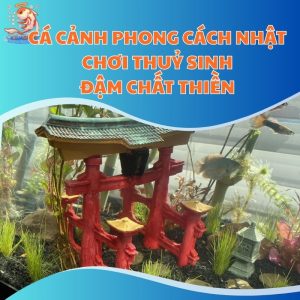 Cá Cảnh Phong Cách Nhật - Chơi Thuỷ Sinh Đậm Chất Thiền
