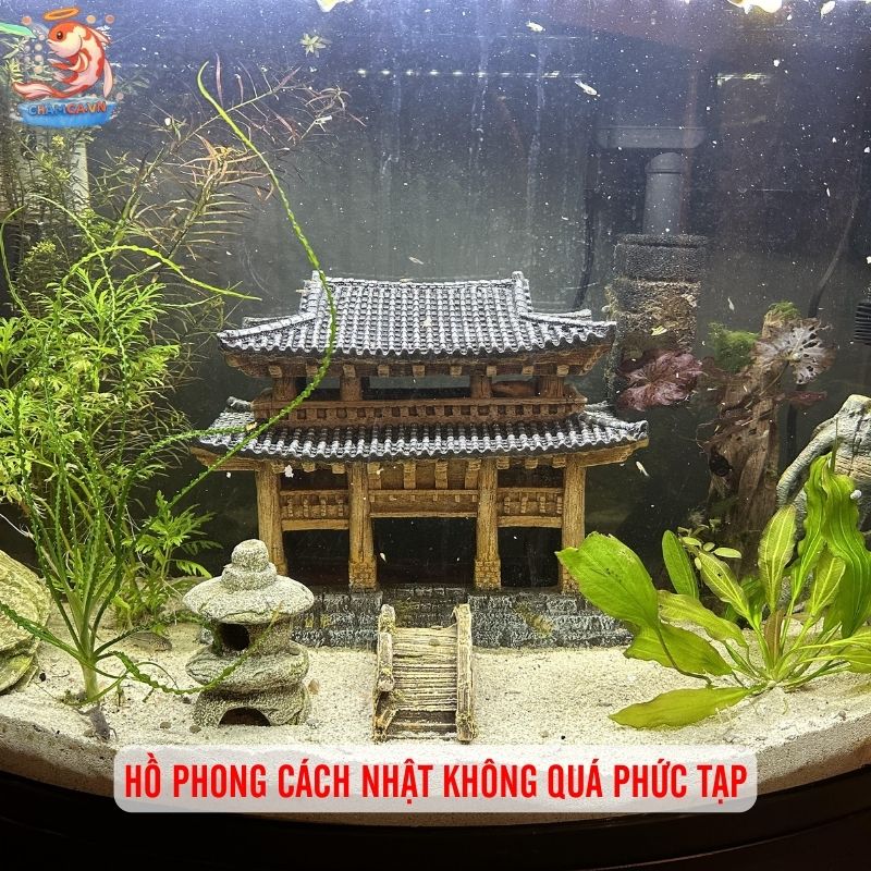 Cá Cảnh Phong Cách Nhật - Chơi Thuỷ Sinh Đậm Chất Thiền 8 Đừng tham chi tiết thừa