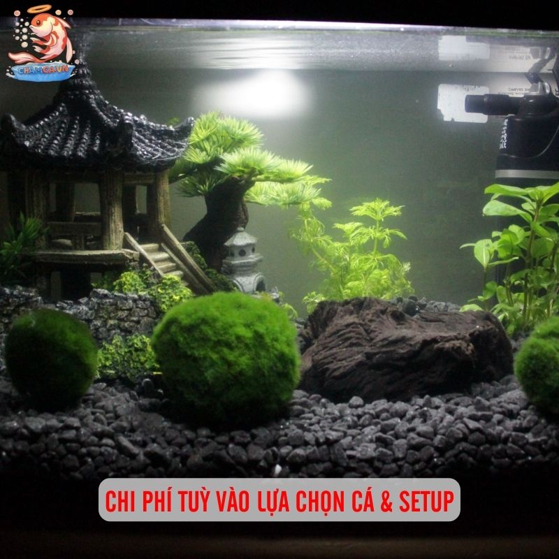 Cá Cảnh Phong Cách Nhật - Chơi Thuỷ Sinh Đậm Chất Thiền 7 Chi phí tuỳ vào lựa chọn cá & setup