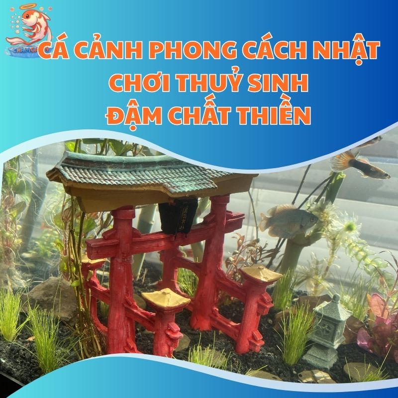 Cá Cảnh Phong Cách Nhật - Chơi Thuỷ Sinh Đậm Chất Thiền