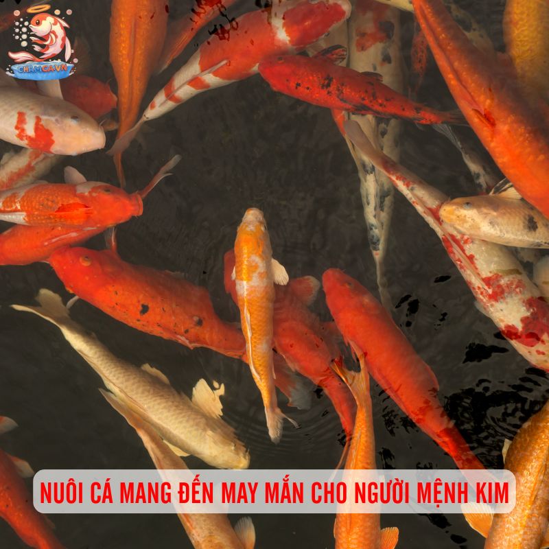 Cá Cảnh Phong Thuỷ Hợp Mệnh Kim Mang Đến Vận May & Tài Lộc 1 Nuôi cá có thể mang đến may mắn cho người mệnh Kim