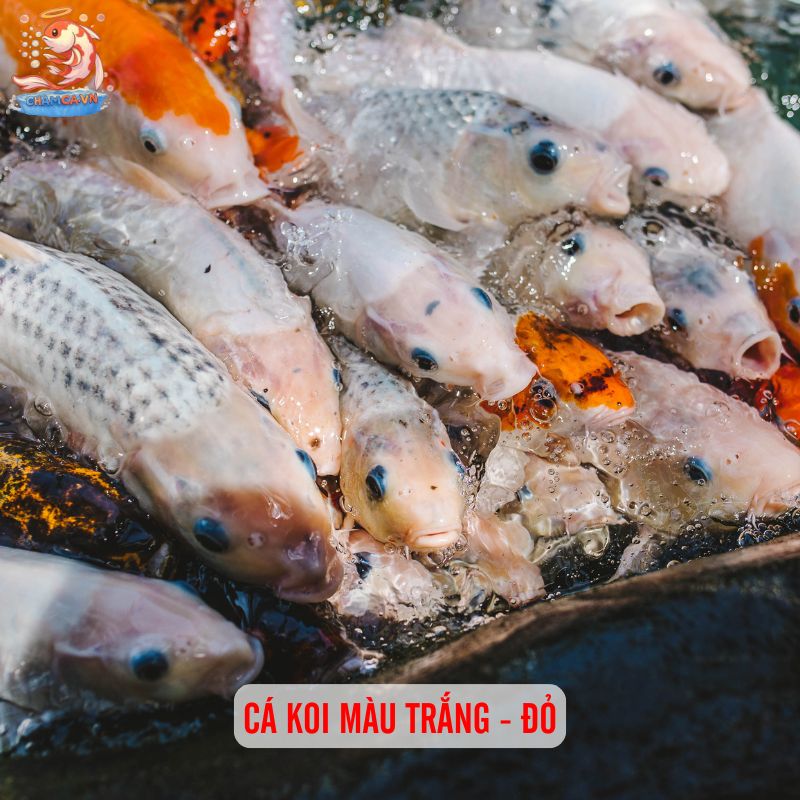 Cá Cảnh Phong Thuỷ Hợp Mệnh Kim Mang Đến Vận May & Tài Lộc 2 Cá Koi màu trắng - đỏ