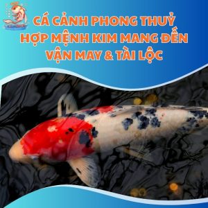 Cá Cảnh Phong Thuỷ Hợp Mệnh Kim Mang Đến Vận May & Tài Lộc