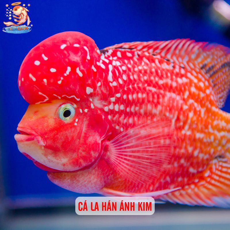 Cá Cảnh Phong Thuỷ Hợp Mệnh Kim Mang Đến Vận May & Tài Lộc 3 Cá La Hán ánh kim