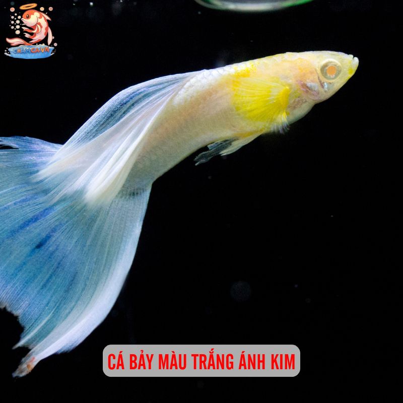 Cá Cảnh Phong Thuỷ Hợp Mệnh Kim Mang Đến Vận May & Tài Lộc 4 Cá Bảy Màu trắng ánh kim