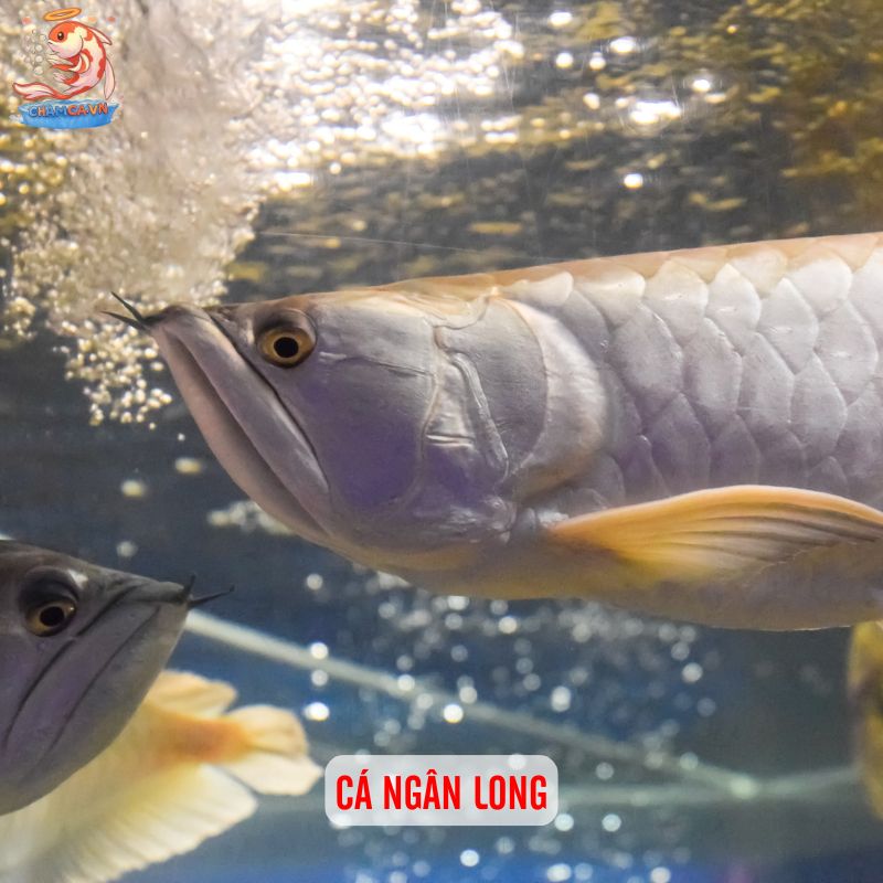 Cá Cảnh Phong Thuỷ Hợp Mệnh Kim Mang Đến Vận May & Tài Lộc 5 Cá Ngân Long