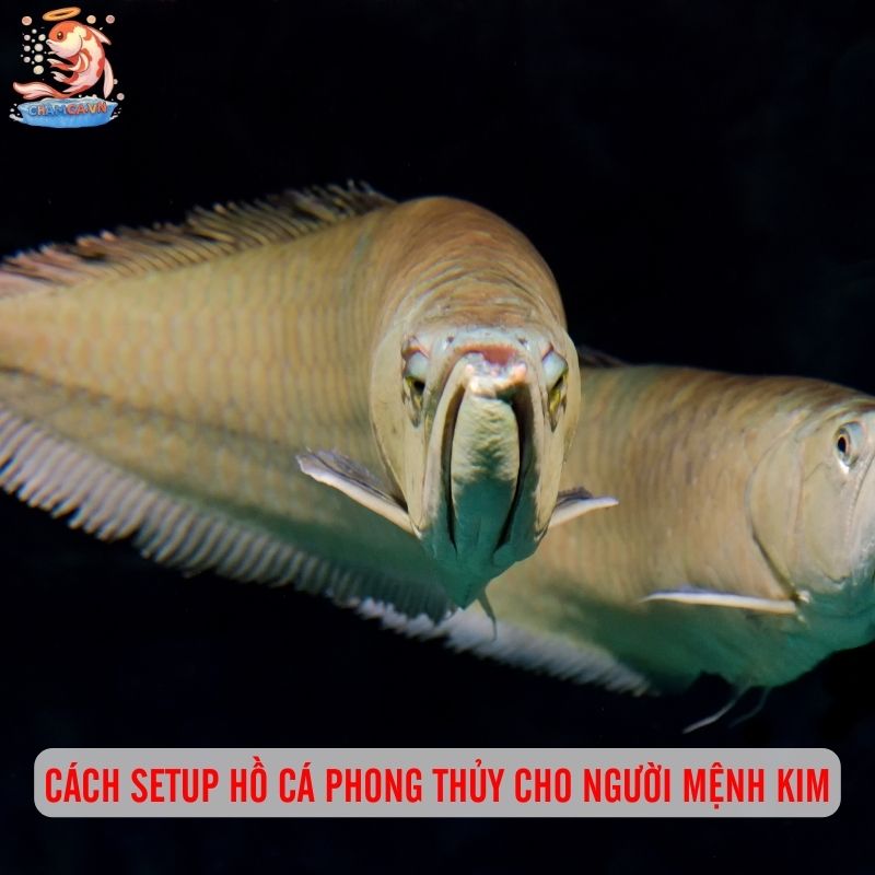 Cá Cảnh Phong Thuỷ Hợp Mệnh Kim Mang Đến Vận May & Tài Lộc 6 Cách setup hồ cá phong thủy cho người mệnh Kim