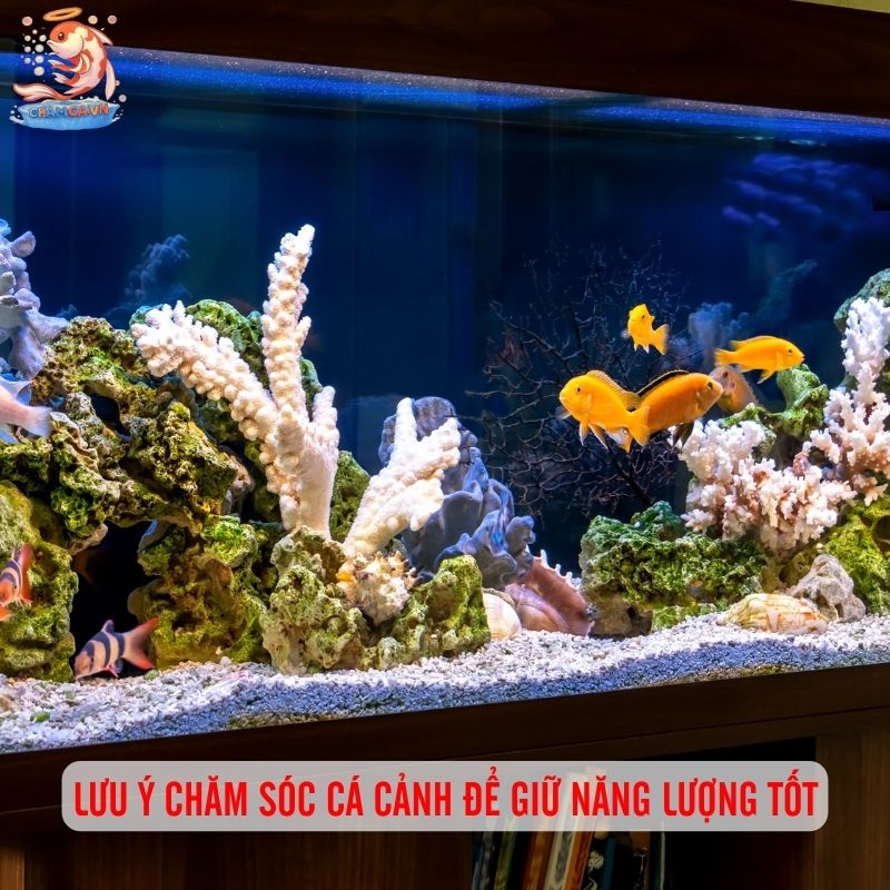 Cá Cảnh Phong Thuỷ Hợp Mệnh Kim Mang Đến Vận May & Tài Lộc 7 Lưu ý chăm sóc cá cảnh để giữ năng lượng tốt