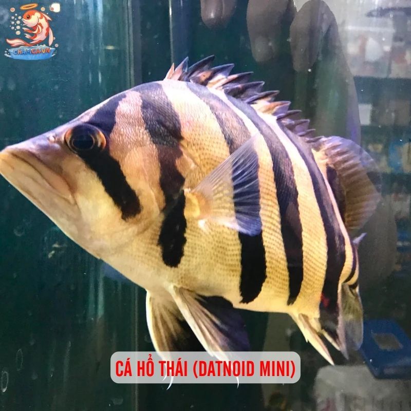 Cá Cảnh Săn Mồi Mini - Thú Chơi Cá Độc Lạ Cho Người Đam Mê 1 Cá hổ Thái (Datnoid mini)