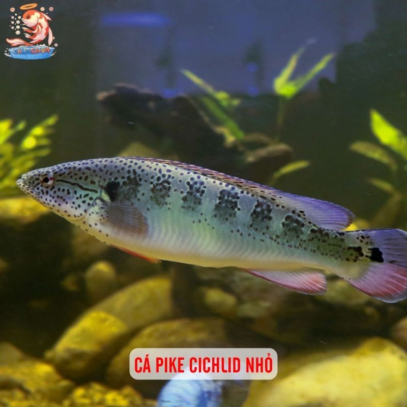 Cá Cảnh Săn Mồi Mini - Thú Chơi Cá Độc Lạ Cho Người Đam Mê 2 Cá pike cichlid nhỏ