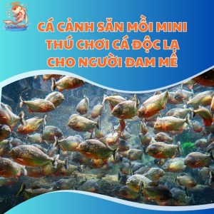 Cá Cảnh Săn Mồi Mini - Thú Chơi Cá Độc Lạ Cho Người Đam Mê