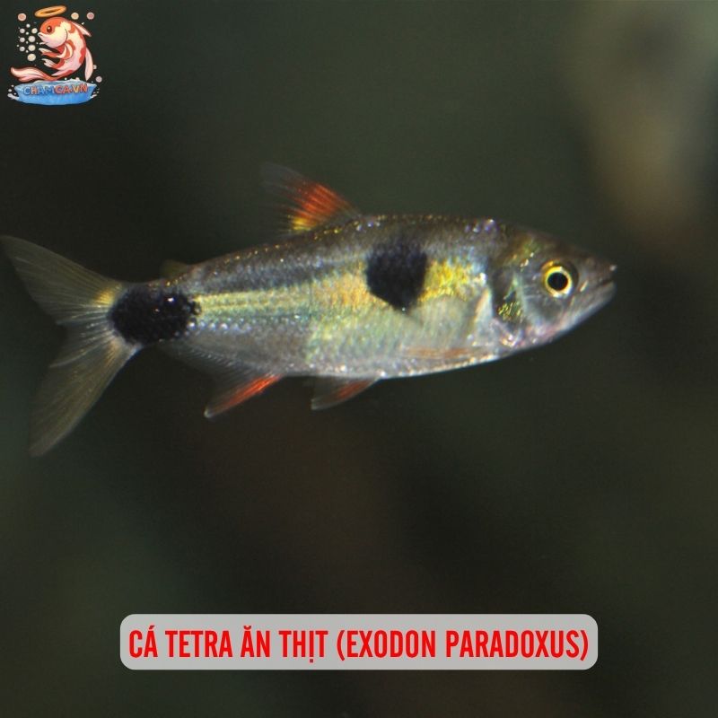 Cá Cảnh Săn Mồi Mini - Thú Chơi Cá Độc Lạ Cho Người Đam Mê 4 Cá tetra ăn thịt (Exodon paradoxus)Cá tetra ăn thịt (Exodon paradoxus)