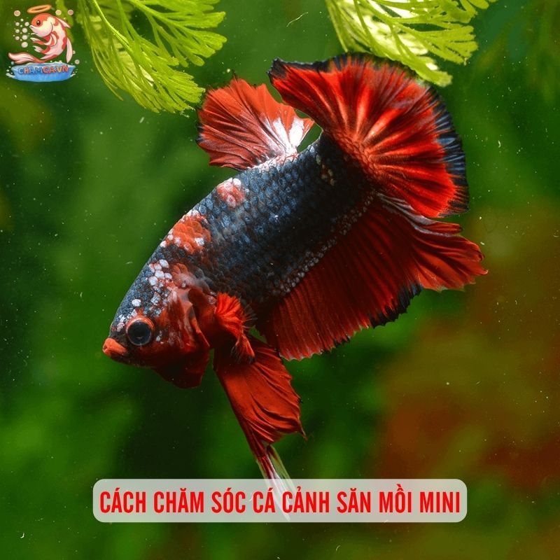 Cá Cảnh Săn Mồi Mini - Thú Chơi Cá Độc Lạ Cho Người Đam Mê 6 Cách chăm sóc cá cảnh săn mồi mini