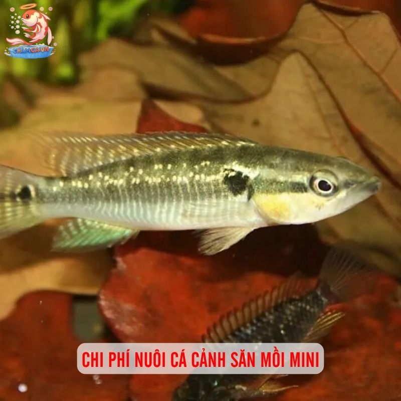 Cá Cảnh Săn Mồi Mini - Thú Chơi Cá Độc Lạ Cho Người Đam Mê 8 Chi phí nuôi cá cảnh săn mồi mini