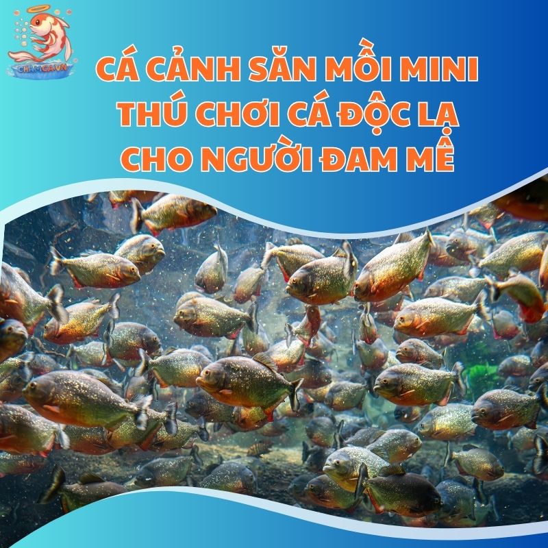 Cá Cảnh Săn Mồi Mini - Thú Chơi Cá Độc Lạ Cho Người Đam Mê