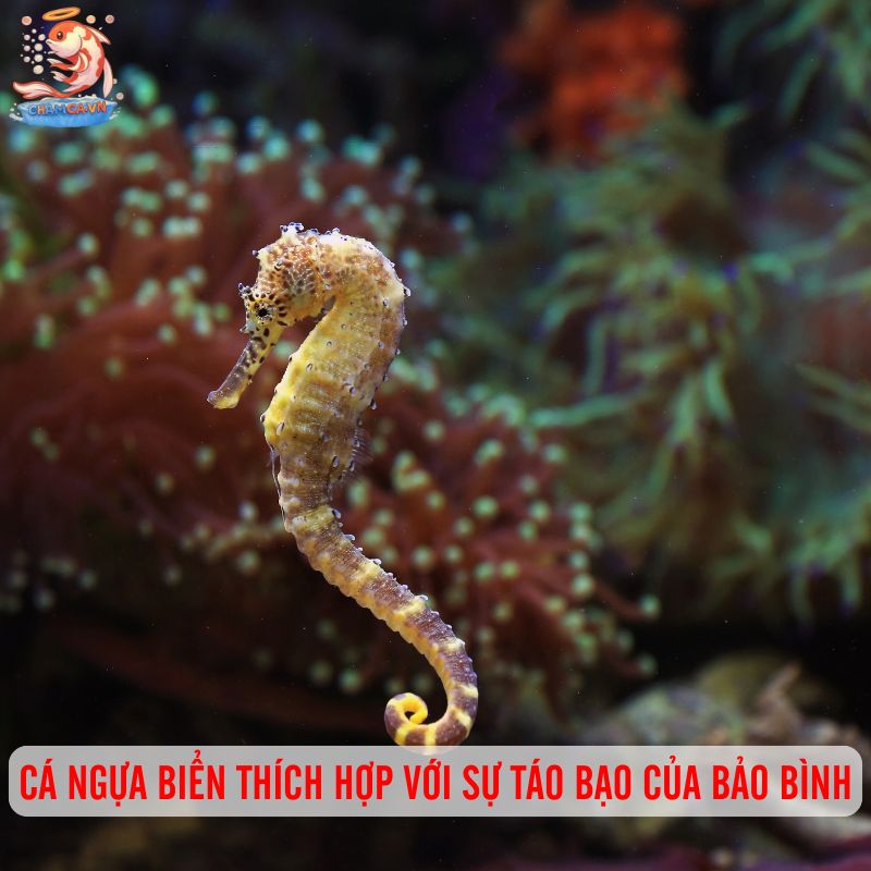 Chọn Cá Cảnh Theo Cung Hoàng Đạo Hợp Tính & Thu Hút May Mắn 11 Cá Ngựa Biển thích hợp với sự táo bạo của Bảo Bình