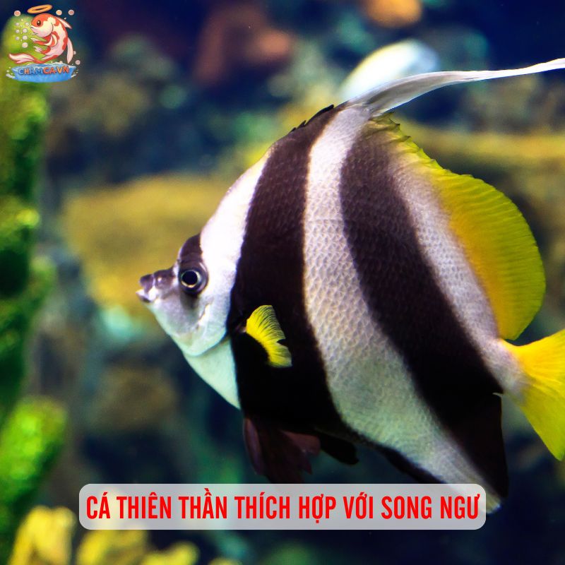 Chọn Cá Cảnh Theo Cung Hoàng Đạo Hợp Tính & Thu Hút May Mắn 12 Cá Thiên Thần thích hợp với Song Ngư