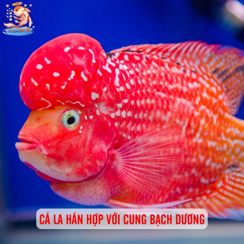 Chọn Cá Cảnh Theo Cung Hoàng Đạo Hợp Tính & Thu Hút May Mắn 1 Cá la hán hợp với cung bạch dương