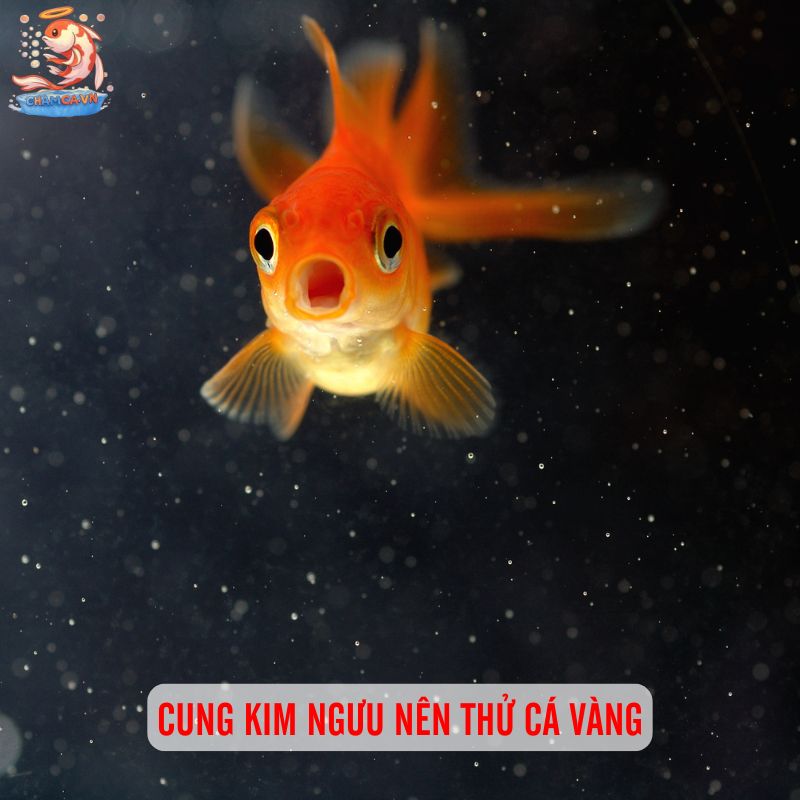 Chọn Cá Cảnh Theo Cung Hoàng Đạo Hợp Tính & Thu Hút May Mắn 2 Cung Kim Ngưu nên thử cá vàng