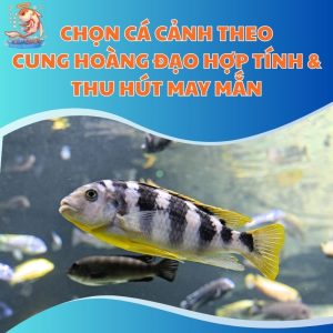 Chọn Cá Cảnh Theo Cung Hoàng Đạo Hợp Tính & Thu Hút May Mắn