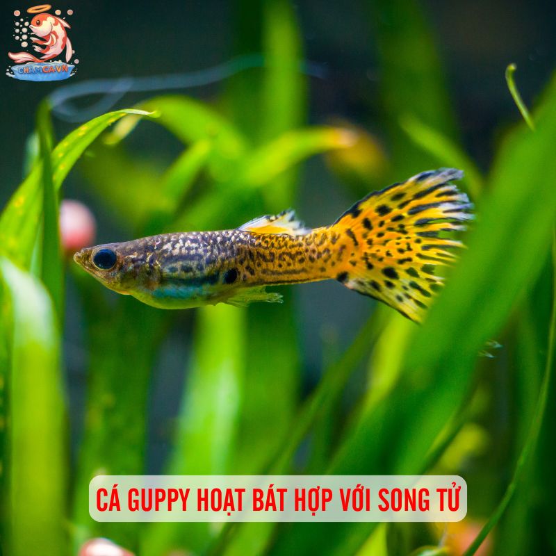 Chọn Cá Cảnh Theo Cung Hoàng Đạo Hợp Tính & Thu Hút May Mắn 3 Cá Guppy hoạt bát hợp với Song Tử