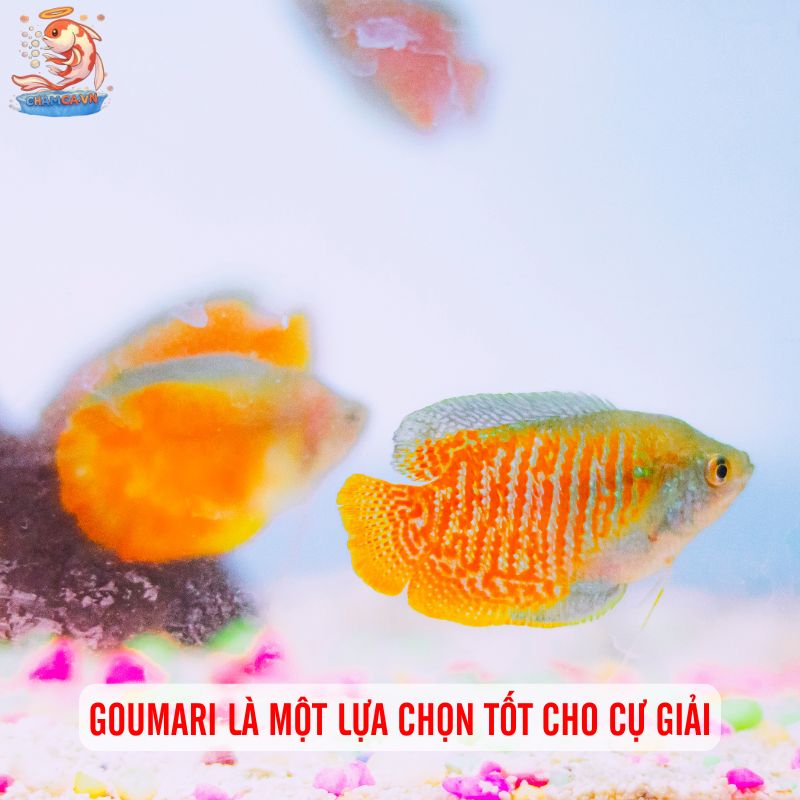 Chọn Cá Cảnh Theo Cung Hoàng Đạo Hợp Tính & Thu Hút May Mắn 4 Goumari là một lựa chọn tốt cho Cự Giải