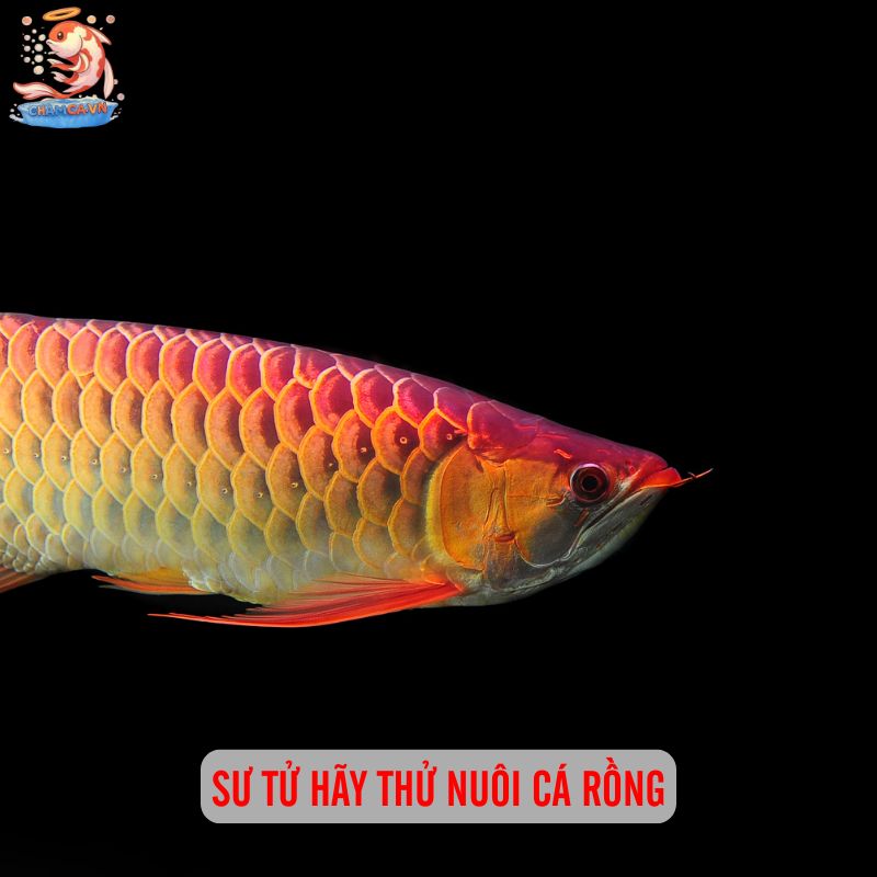 Chọn Cá Cảnh Theo Cung Hoàng Đạo Hợp Tính & Thu Hút May Mắn 5 Sư Tử hãy thử nuôi cá Rồng