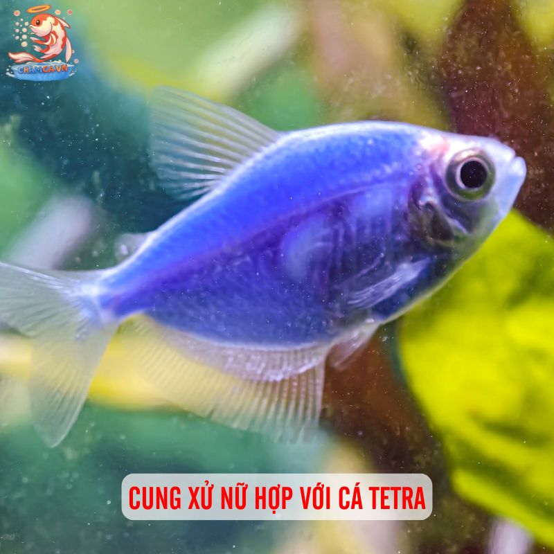 Chọn Cá Cảnh Theo Cung Hoàng Đạo Hợp Tính & Thu Hút May Mắn 6 Cung Xử Nữ hợp với cá Tetra