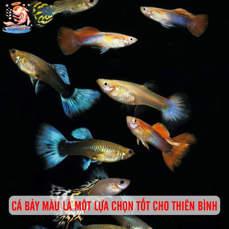 Chọn Cá Cảnh Theo Cung Hoàng Đạo Hợp Tính & Thu Hút May Mắn 7 Cá Bảy Màu là một lựa chọn tốt cho Thiên Bình