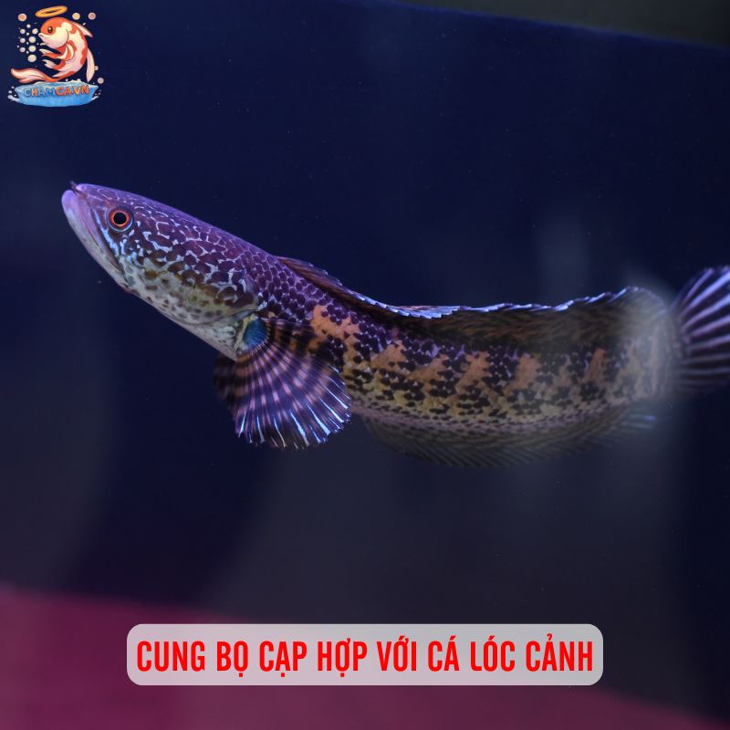 Chọn Cá Cảnh Theo Cung Hoàng Đạo Hợp Tính & Thu Hút May Mắn 8 Cung Bọ Cạp hợp với cá lóc cảnh