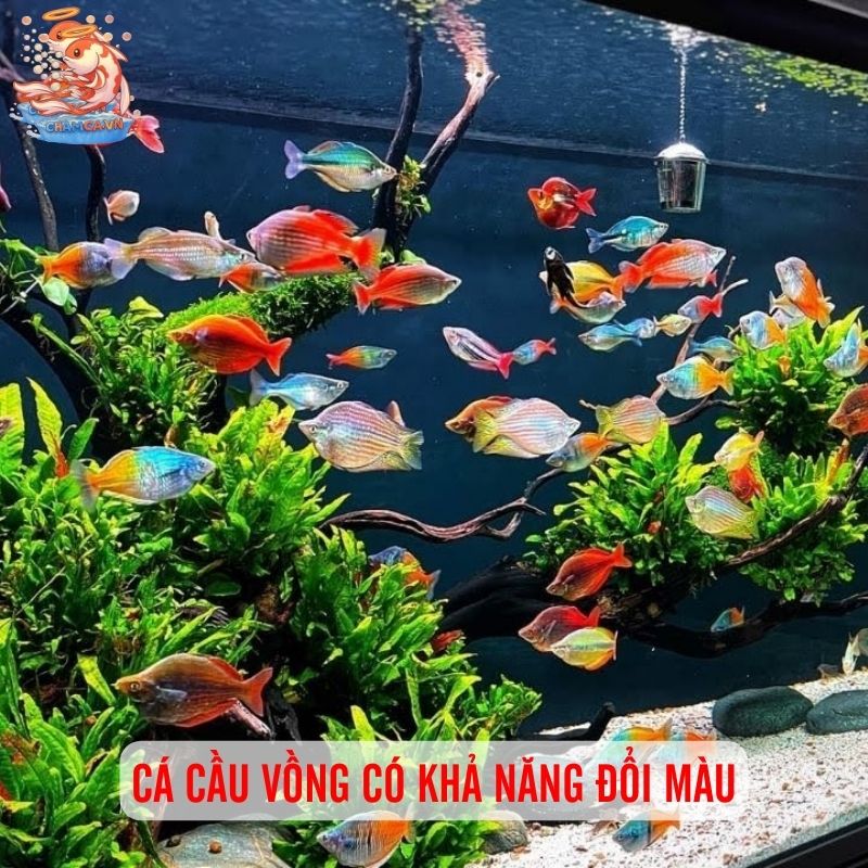 Cá Cầu Vồng - Vẻ Đẹp Độc Lạ Đầy Biến Ảo Trong Hồ Thuỷ Sinh 1 Cá cầu vồng có khả năng đổi màu